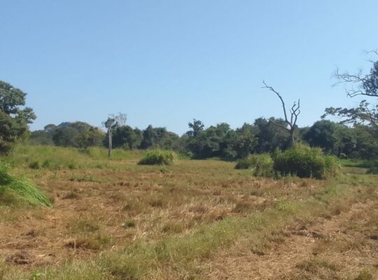Land for sale in Dambulla near Sigiriya