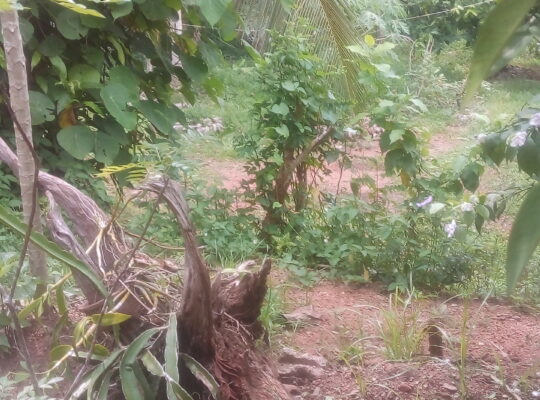 Land for sale in mirigama