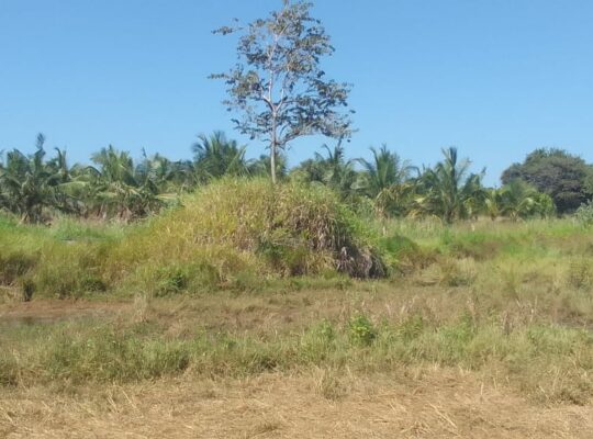 Land for sale in Dambulla near Sigiriya