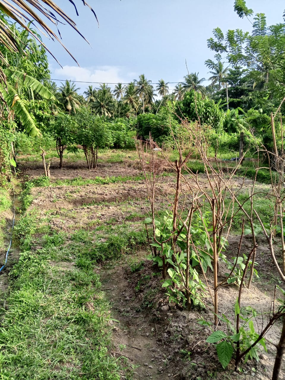 Land for sale in Ganemulla 🏠️