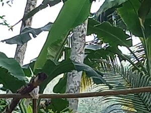 Land for sale in Horana