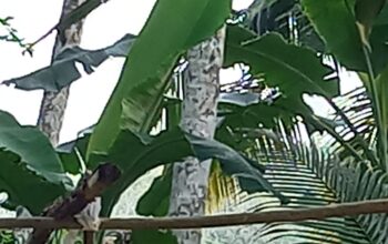 Land for sale in Horana