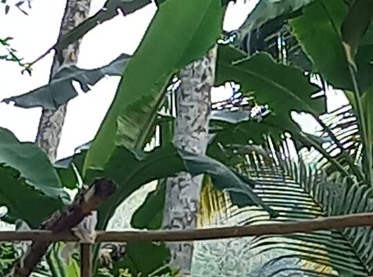 Land for sale in Horana