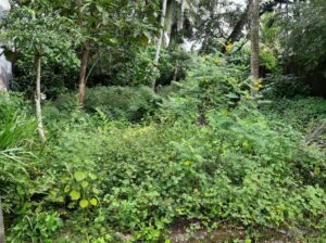 Land for sale in Homagama