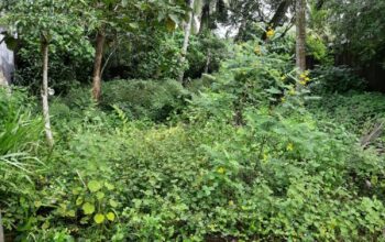 Land for sale in Homagama