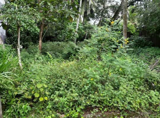 Land for sale in Homagama