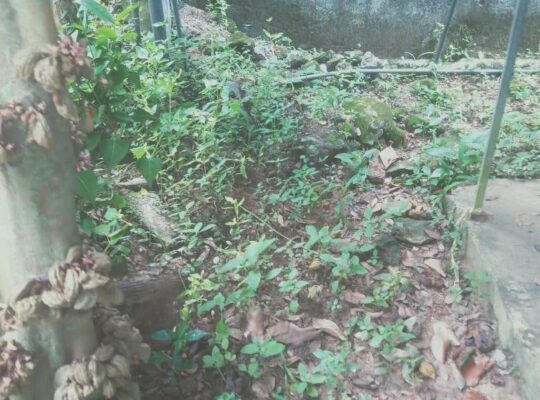 URGENT – Land for sale in Kadawatha