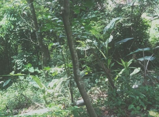 URGENT – Land for sale in Kadawatha