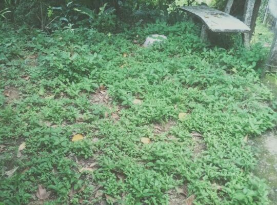 URGENT – Land for sale in Kadawatha
